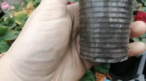 2 недели после черенкование Пеларгонии!? Что с ней? Промежуточный результат!