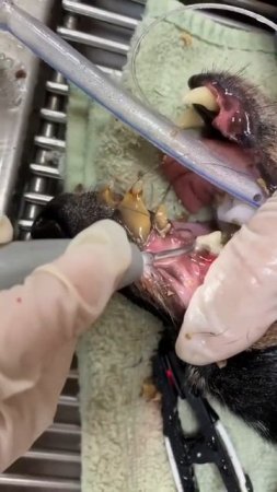 Unbelievable 😱 Cleaning Dog Teeth 🦷. #dogs #shorts