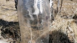 Начало сезона сбора берёзового сока