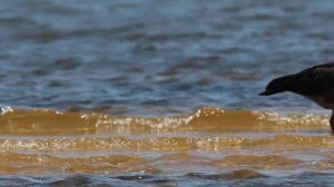 Хохлатая паламедия ( Chauna torquata)