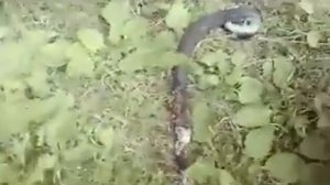Убили гадюку