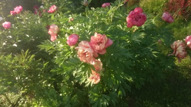 Paeonia Magical Mystery Tour смотреть онлайн