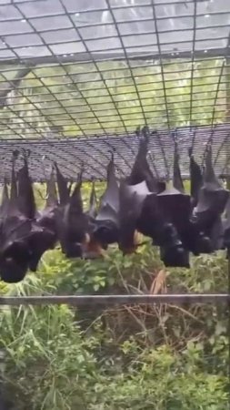 bat house 🦇 #ytshorts #naturefact #viral