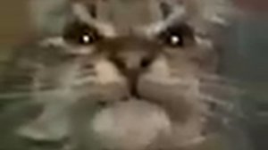 Мем | Кис, ты маму мав (мяу)?. Оригинал мема