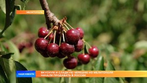Вкусную и сладкую черешню из Мелитополя начали продавать в России