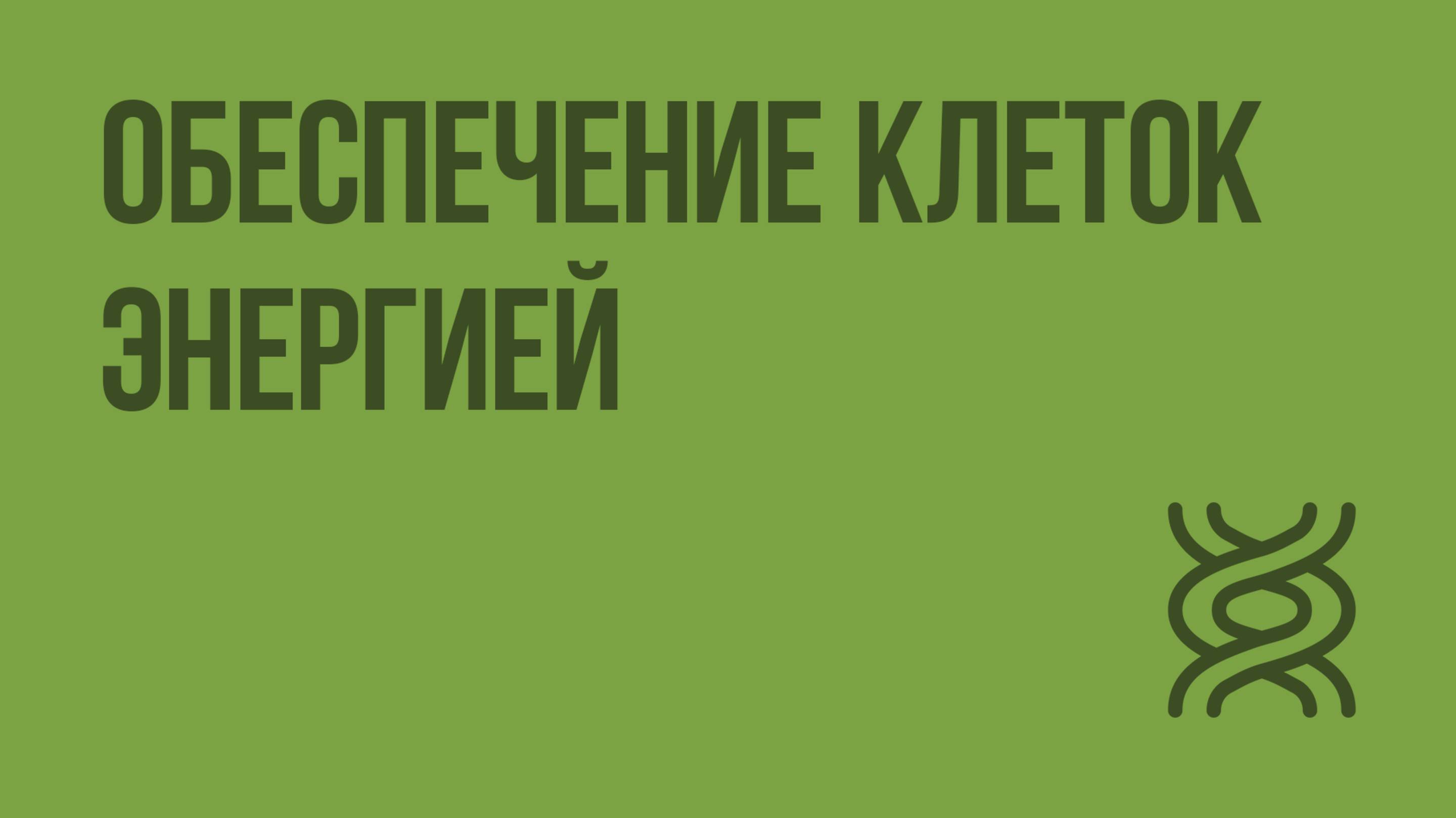 Обеспечение клеток энергией. Видеоурок по биологии 9 класс