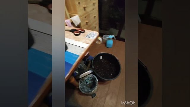 Укоренённые черенки гортензий пересаживаю в Р9. Состав грунта.