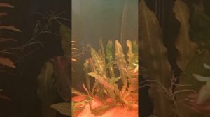 4. Аквариум на земле 210л. Заселяем рыб. Боремся с жёлтой водой.