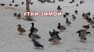 Утки кряквы зимой в городе. Зимующая стая уток. Птицы России - Кряква (Anas platyrhynchos).