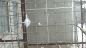 Голуби.  Юрий Томинов. тел +79204417831.  Богучар.