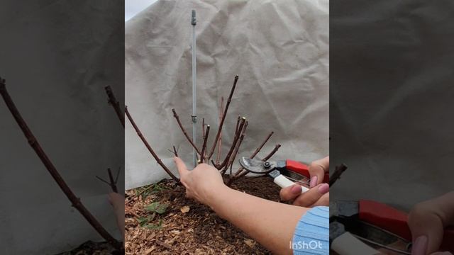 Polestar - низкорослый сорт гортензии. Весенняя обрезка.