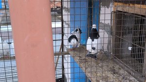 #pegions Зимний гон. Бакинские и армянские бойные голуби начинают набирать игру 02.02.2025 г.