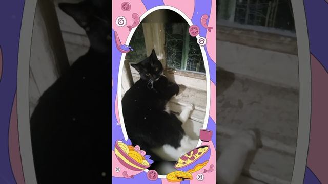 #Кот тоха