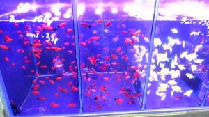 Птичий рынок (Москва) ч.2 - Рыбий рай (FishMarket)