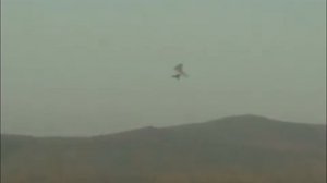 Дельталёт _Феникс_.mp4