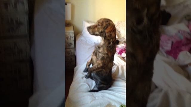 Mi perro suricata, Choclo!!!!