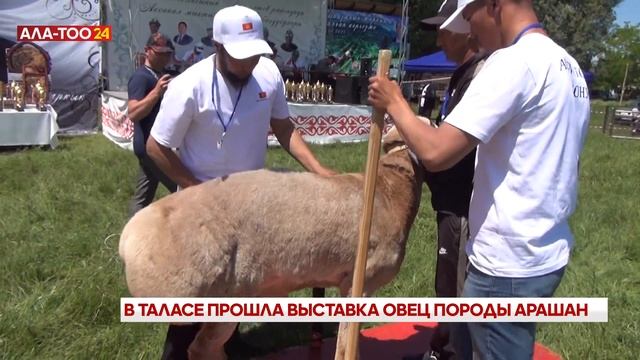 Выставка овец породы "Арашан"