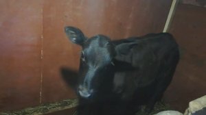 Выращивание теленка на подсосе