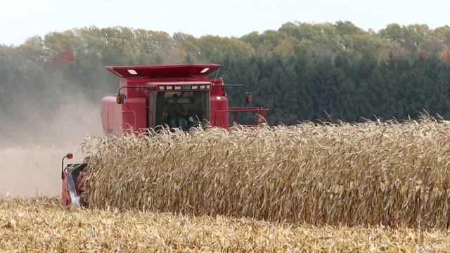 Corn Harvest 2020 | Case IH 2188 Axial Flow Combine Harvesting Corn | Ontario, Canada