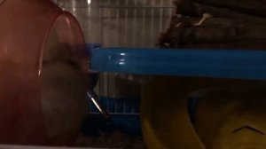 Как бегает хомяк в колесе