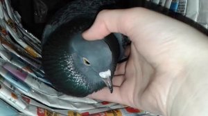 Как мурлыкает ручной голубь, когда зовёт в гости