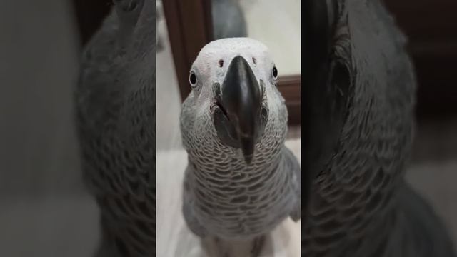 Жако Гоша Камчатка #africangreyparrot#попугайжако#жакоша#africangrey#жакопопугай#africangreyparrots