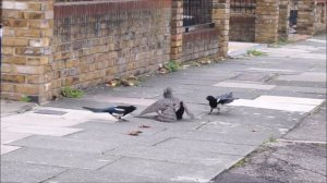 Сороки и ворон спасают галку от ястреба.