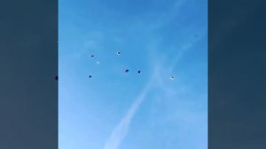 Николаевские высоколетные голуби. Краснодарский край. #николаевскиеголуби #голуби