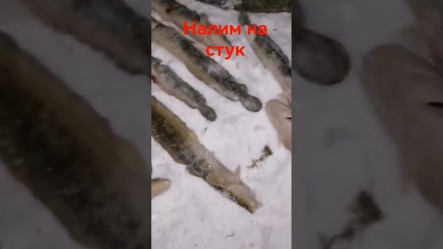 Рыбалка на налима зимой #shorts смотреть онлайн