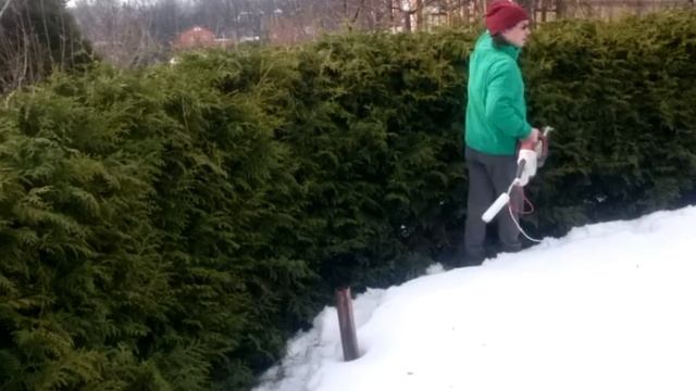 Изгородь из туи брабант смотреть онлайн