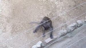 Maszat pays attention (Hamadryas Baboon)