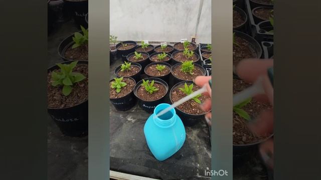 Внекорневая подкормка гортензий.