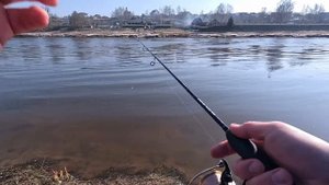 Окунь . ВЫБОР ЦВЕТА ПРИМАНКИ.