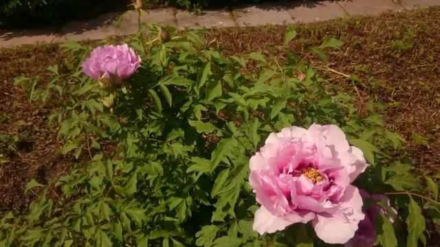 Коллекция Марианны Успенской в Ботаническом саду МГУ. смотреть онлайн