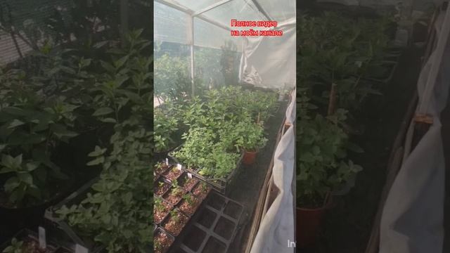 Туманообразование своими руками. Часть2.