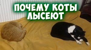 Почему лысеют коты Причины облысения котов