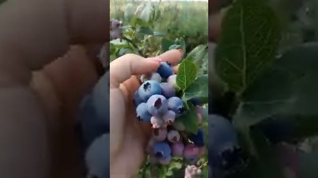 Голубика Чандлер