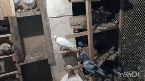 ПОЧТОВЫЕ ГОЛУБИ 🕊️🕊️ ТРЕНИРОВКА МОЛОДЫХ НА 100км.