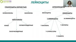 Как самостоятельно расшифровывать общий анализ крови?