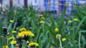 Вступление выпускного