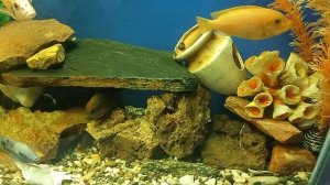 Рыбки цихлиды Аулунокары Мультиколор Земляника готовятся к нересту