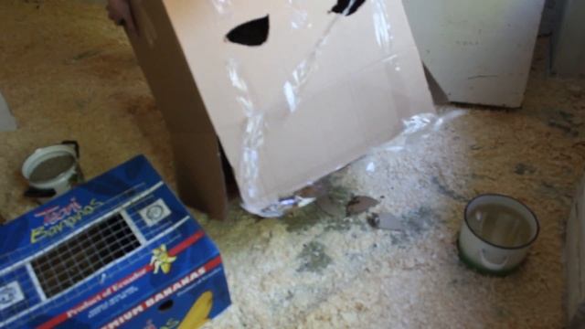 Приобрели курочек . смотреть онлайн