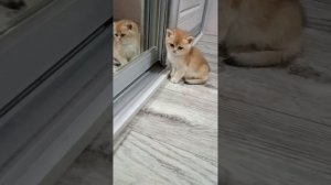 Золотая британская шиншилла ny 11