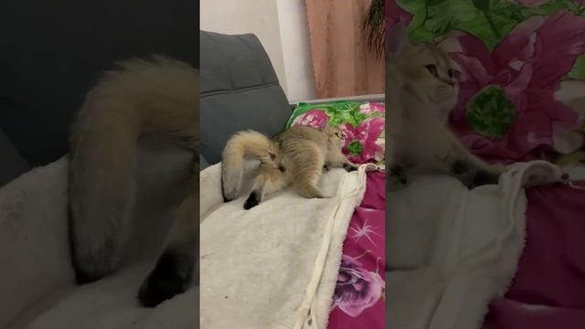 РОДЫ БРИТАНСКОЙ ЗОЛОТОЙ ШИНШИЛЛЫ