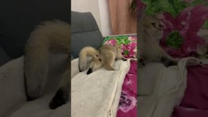 РОДЫ БРИТАНСКОЙ ЗОЛОТОЙ ШИНШИЛЛЫ