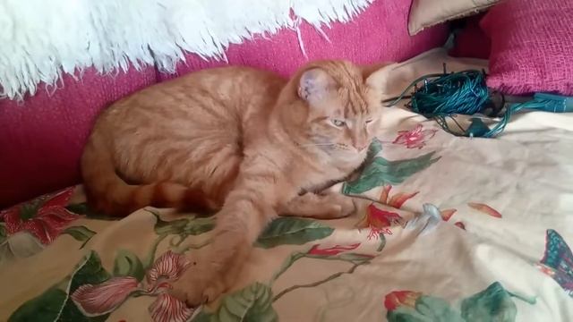 Персиваль зевает смотреть онлайн