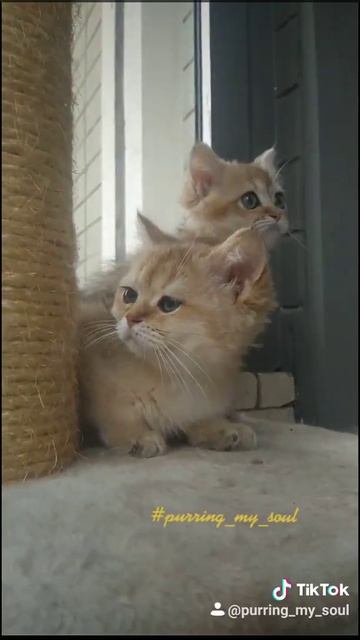 Кому фоточки на Ватсапп??? (котята "золотые" шиншиллы)