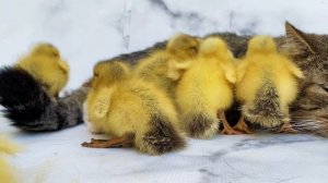 Кошка с утятами 8