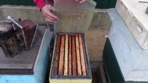 зимовка двухрамочных отводков