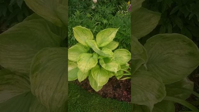 Штрихованные хосты и нестабильные химеры хост в Саду Дракона. смотреть онлайн